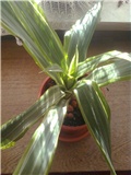 dracena šarena